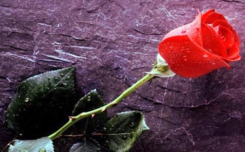 (ʵ��)ʵ�õ�õ������10ƪ